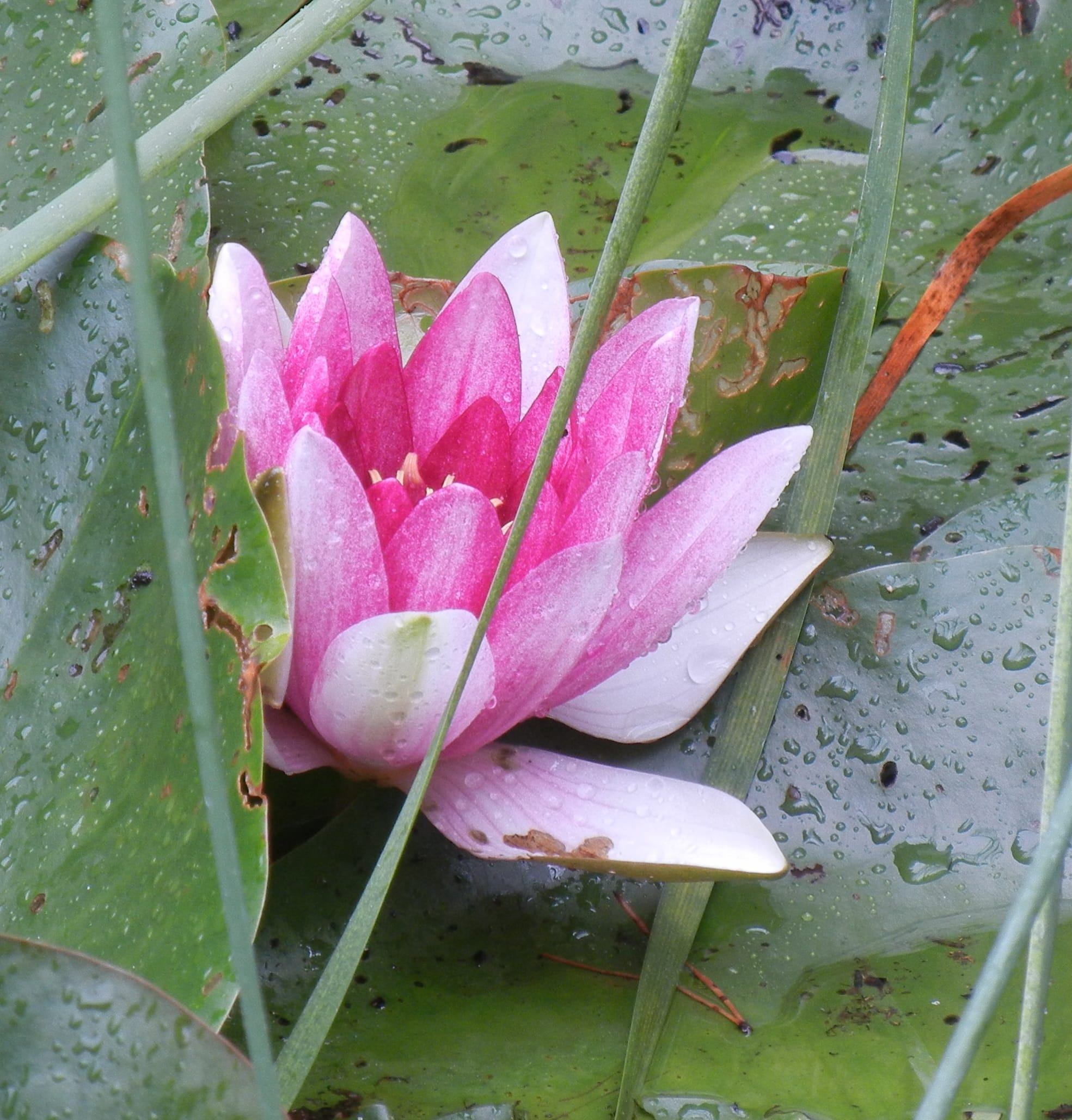 lotus